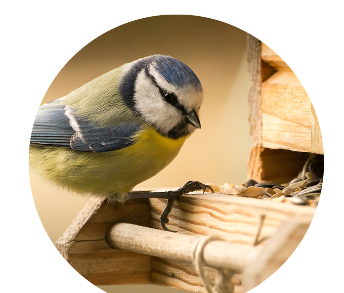 themenwelt bubble titel wildvogel 680x579